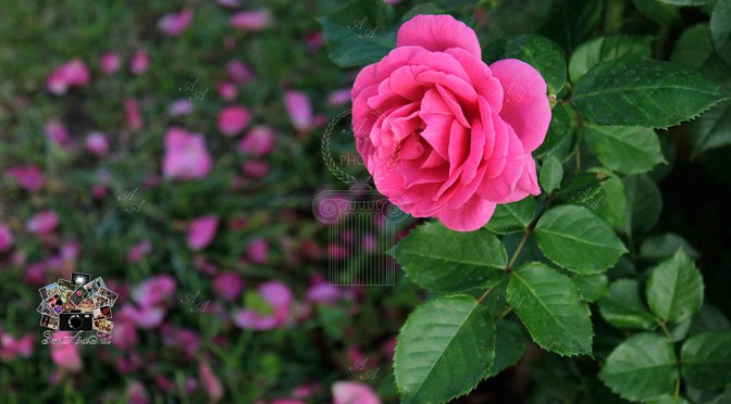 L’incanto della natura