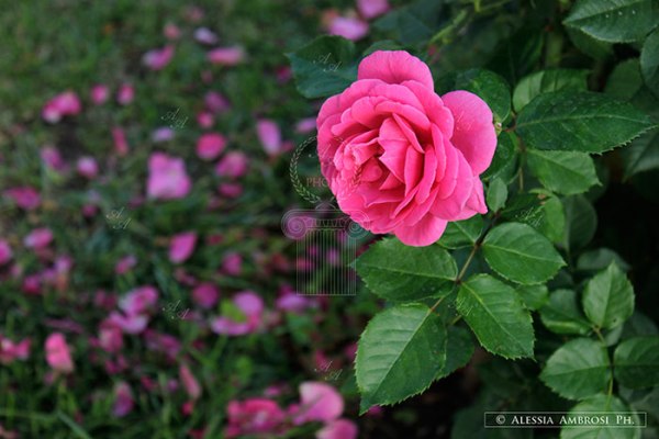 fiori-parchi-giardini-fotoartestile-alessia-ambrosi-ph
